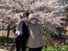 農事センターの桜が満開です！(^_^)/きれい～♪(*^。^*)